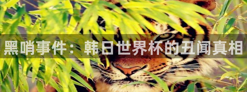 中国 世界杯：黑哨事件：韩日世界杯的丑闻真相